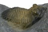 Hollardops Trilobite Fossil - Multi-Toned Shell #312773-3